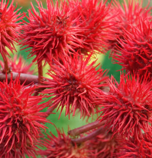 Ricinus,Communis,,The,Castor,Bean,Or,Castor,Oil,Plant,,Close-up