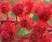 Ricinus,Communis,,The,Castor,Bean,Or,Castor,Oil,Plant,,Close-up